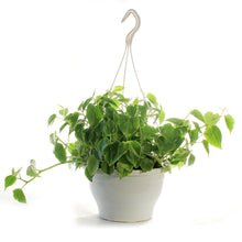Load image into Gallery viewer, Peperomia, 7.5in HB, Scandens Variegated