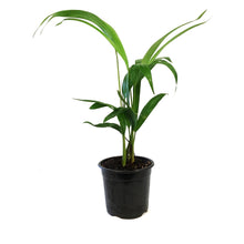 Load image into Gallery viewer, Palm, 4in, Areca