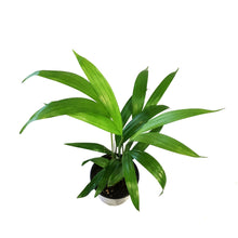 Load image into Gallery viewer, Palm, 4in, Areca