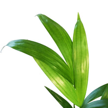 Load image into Gallery viewer, Palm, 4in, Areca