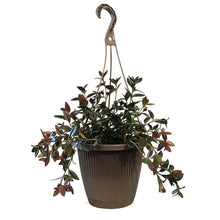 Load image into Gallery viewer, Goldfish Plant, 8in HB