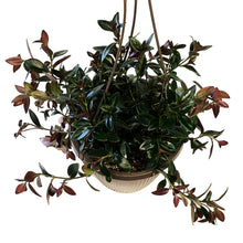Load image into Gallery viewer, Goldfish Plant, 8in HB
