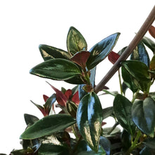 Load image into Gallery viewer, Goldfish Plant, 8in HB