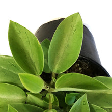Load image into Gallery viewer, Peperomia, 4in, Pixie Lime
