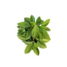 Load image into Gallery viewer, Peperomia, 4in, Pixie Lime
