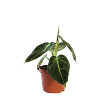 Load image into Gallery viewer, Philodendron, 3.5in, Melanochrysum