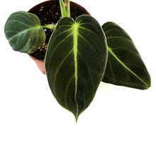 Load image into Gallery viewer, Philodendron, 3.5in, Melanochrysum