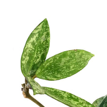 Load image into Gallery viewer, Hoya, 3.5in, Rangsan