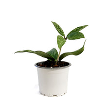 Load image into Gallery viewer, Hoya, 3.5in, Rangsan