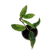 Load image into Gallery viewer, Hoya, 3.5in, Rangsan