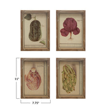 Load image into Gallery viewer, Framed Vintage Vegetable Print Wall Art, 4 Styles
