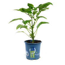 Load image into Gallery viewer, Kitchen Minis™ Hot Pepper, 4in, Fresh Bites Yellow