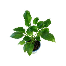 Load image into Gallery viewer, Kitchen Minis™ Hot Pepper, 4in, Fresh Bites Yellow