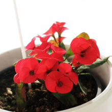 Load image into Gallery viewer, Euphorbia, 4in, Easter Ceramic Flower Pot, Asst.