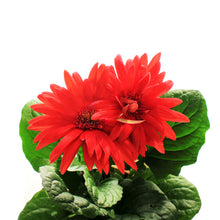 Load image into Gallery viewer, Gerbera Daisy, 4in, Easter Pot, Asst.