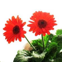 Load image into Gallery viewer, Gerbera Daisy, 4in, Easter Pot, Asst.