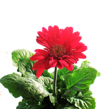Load image into Gallery viewer, Gerbera Daisy, 4in, Easter Pot, Asst.