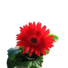 Load image into Gallery viewer, Gerbera Daisy, 4in, Easter Pot, Asst.