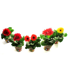 Load image into Gallery viewer, Gerbera Daisy, 4in, Easter Pot, Asst.