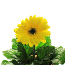 Load image into Gallery viewer, Gerbera Daisy, 4in, Easter Pot, Asst.