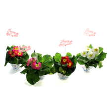 Load image into Gallery viewer, Primula, 4in, Easter Metal Pot, Asst.