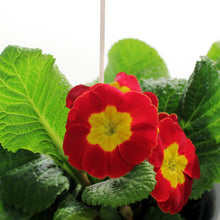 Load image into Gallery viewer, Primula, 4in, Easter Metal Pot, Asst.