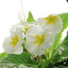 Load image into Gallery viewer, Primula, 4in, Easter Metal Pot, Asst.