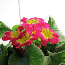 Load image into Gallery viewer, Primula, 4in, Easter Metal Pot, Asst.