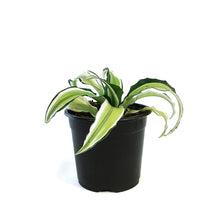 Load image into Gallery viewer, Dracaena, 4in, Malaika