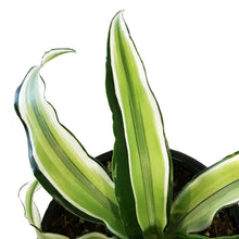 Load image into Gallery viewer, Dracaena, 4in, Malaika