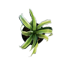 Load image into Gallery viewer, Dracaena, 4in, Malaika