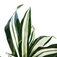 Load image into Gallery viewer, Dracaena, 4in, White Bird