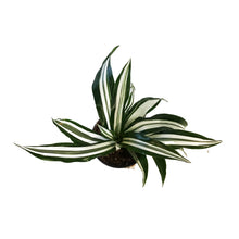 Load image into Gallery viewer, Dracaena, 4in, White Bird