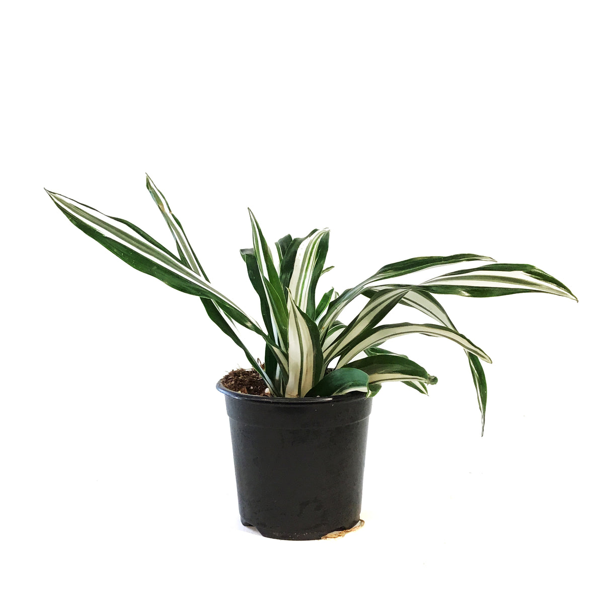 dracaena white bird Dracaena, 4in, White Bird – Floral Acres Greenhouse & Garden Centre