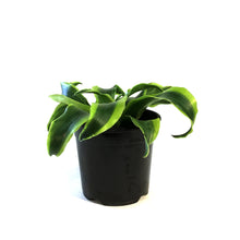 Load image into Gallery viewer, Dracaena, 4in, Tornado