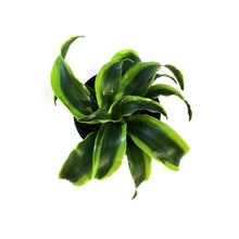 Load image into Gallery viewer, Dracaena, 4in, Tornado