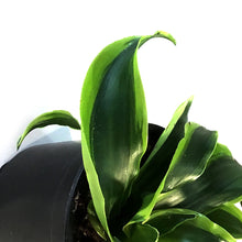 Load image into Gallery viewer, Dracaena, 4in, Tornado