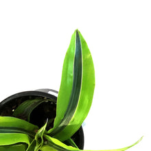 Load image into Gallery viewer, Dracaena, 4in, Lemon Surprise