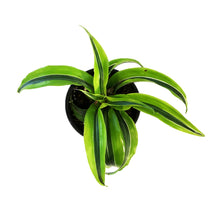 Load image into Gallery viewer, Dracaena, 4in, Lemon Surprise