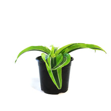 Load image into Gallery viewer, Dracaena, 4in, Lemon Surprise
