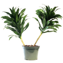 Load image into Gallery viewer, Dracaena, 8in, Janet Craig Compacta