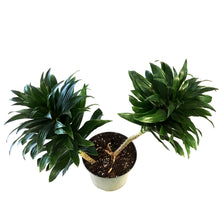 Load image into Gallery viewer, Dracaena, 8in, Janet Craig Compacta