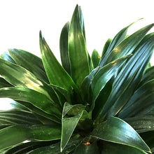 Load image into Gallery viewer, Dracaena, 8in, Janet Craig Compacta