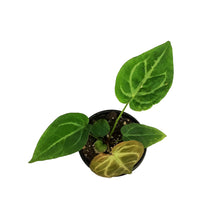 Load image into Gallery viewer, Anthurium, 4in, Magnificum