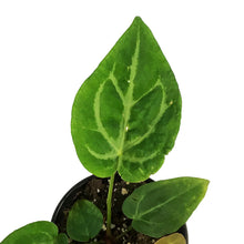 Load image into Gallery viewer, Anthurium, 4in, Magnificum