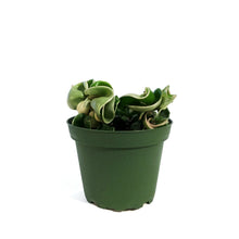 Load image into Gallery viewer, Hoya, 4in, Compacta Outer Variegated