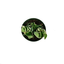 Load image into Gallery viewer, Hoya, 4in, Compacta Outer Variegated
