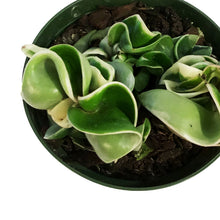 Load image into Gallery viewer, Hoya, 4in, Compacta Outer Variegated