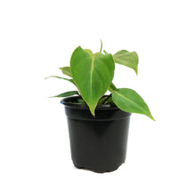 Load image into Gallery viewer, Philodendron, 4in, Gloriosum