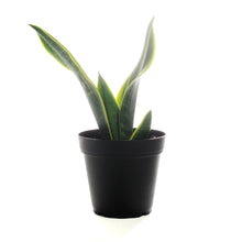 Load image into Gallery viewer, Sansevieria, 4in, Golden Flame